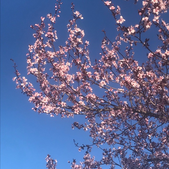 Meet your Posher, Terri - Picture 1 of 1